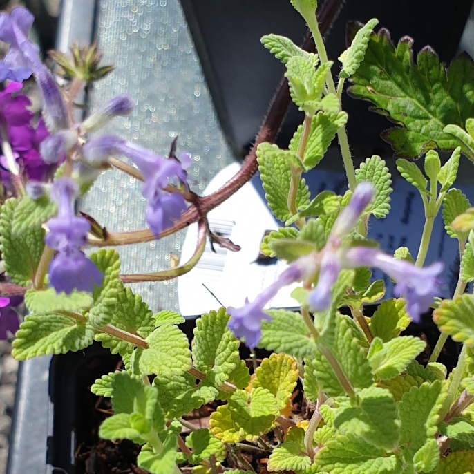 Plant image Nepeta Mussinii syn. Nepeta racemosa