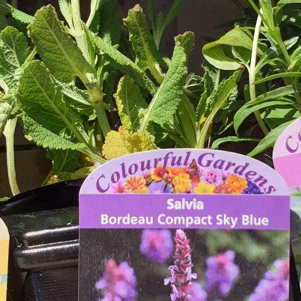 Plant image Salvia nemorosa 'Florsalsky' (Sensation Series) syn. Salvia nemorosa 'Sensation Sky Blue'