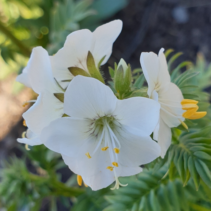 Plant image Polemonium Carneum