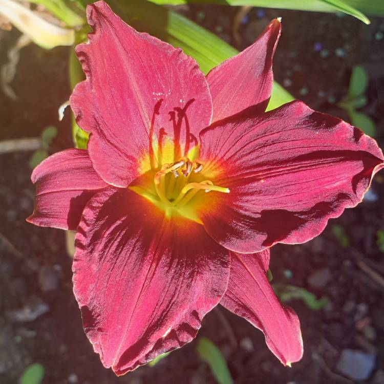 Plant image Hemerocallis 'Pardon Me'