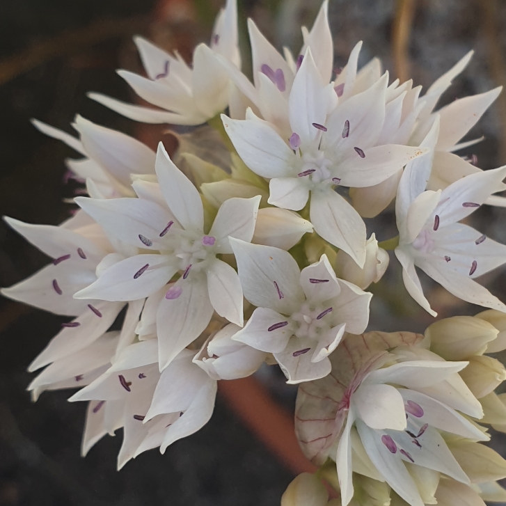 Plant image Allium amplectens 'Graceful Beauty'