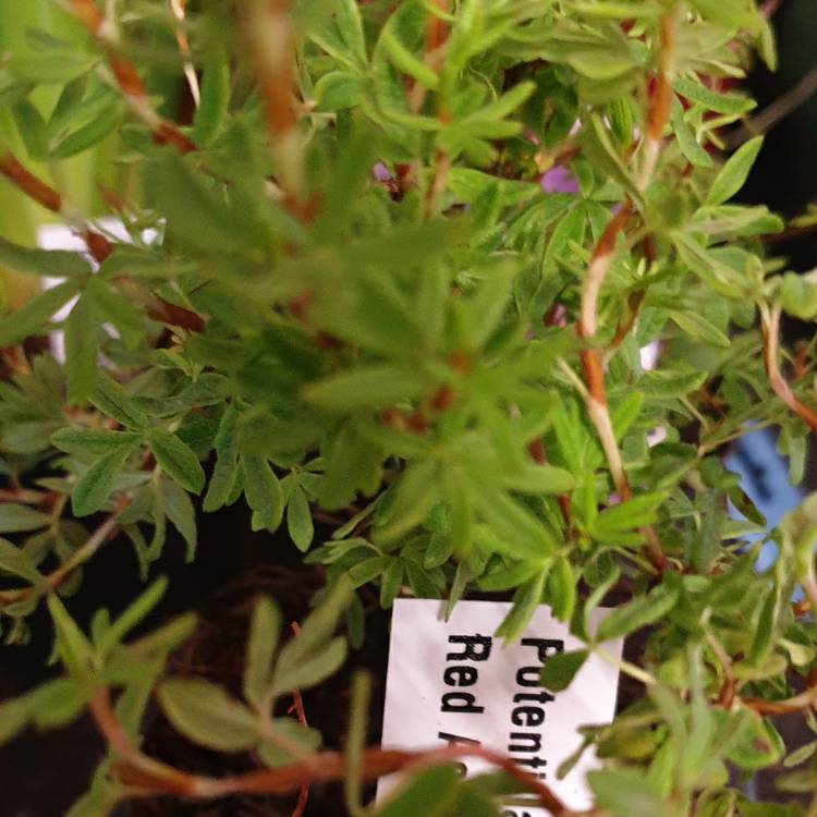 Plant image Potentilla fruticosa 'Red Ace'