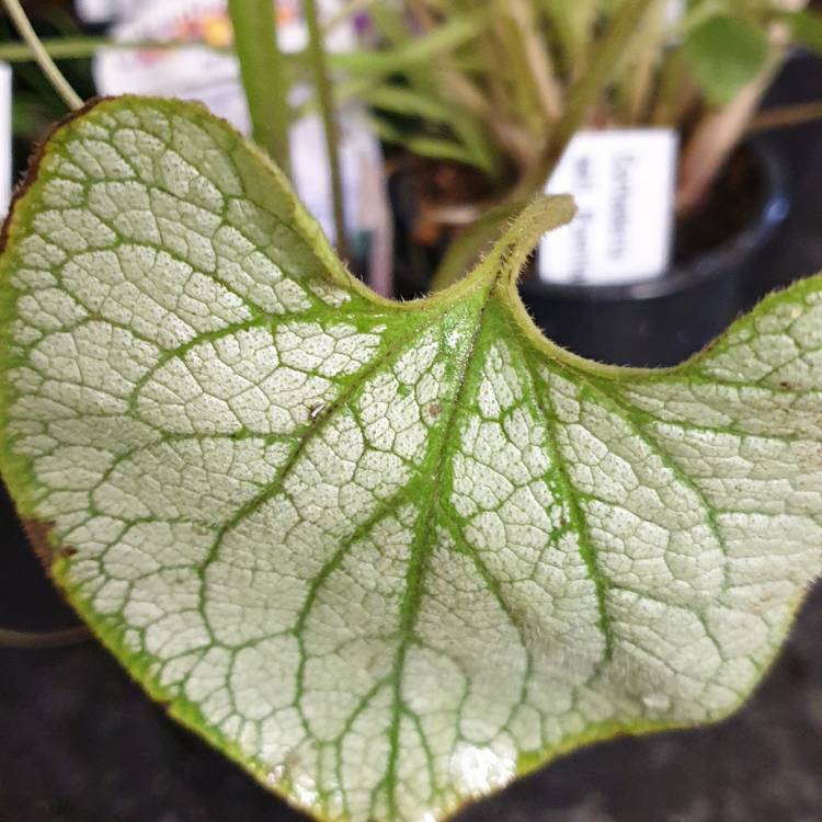 Plant image Brunnera macrophylla 'Silver Heart'