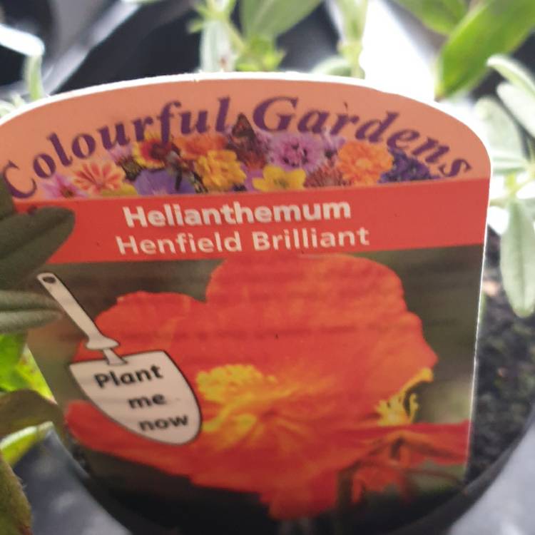 Plant image Helianthemum nummularium 'Henfield Brilliant'