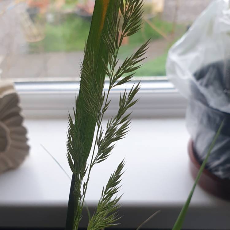 Plant image Molinia caerulea subsp. arundinacea 'Karl Foerster'