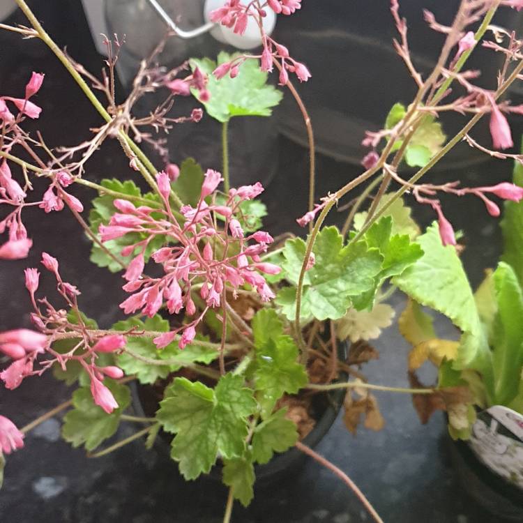 Plant image Heuchera 'Little Cutie Peppermint'