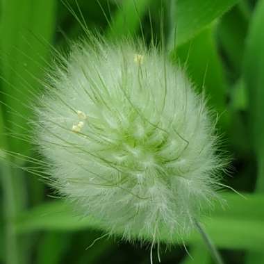 Lagurus ovatus syn. Lagurus ovatus 'Bunny's Tails'