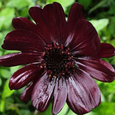 Cosmos atrosanguineus syn. Bidens atrosanguinea, Cosmos atrosanguineus 'Chocolate', Cosmos diversifolius atrosanguineus