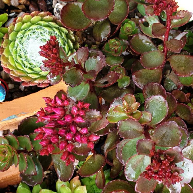 Plant image Sedum spurium 'Schorbuser Blut' 