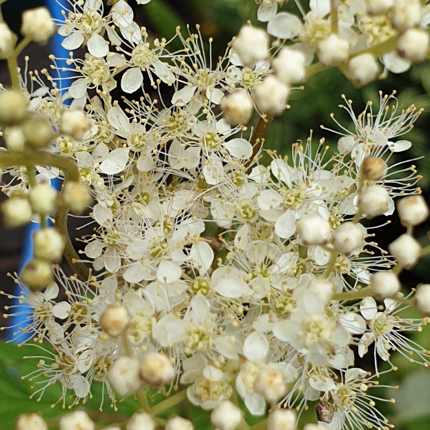 Filipendula ulmaria syn. Spiraea ulmaria, Meadowsweet - uploaded by ...