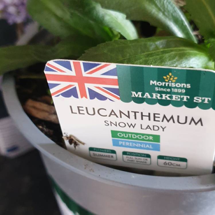 Plant image Leucanthemum x superbum 'Snow Lady'