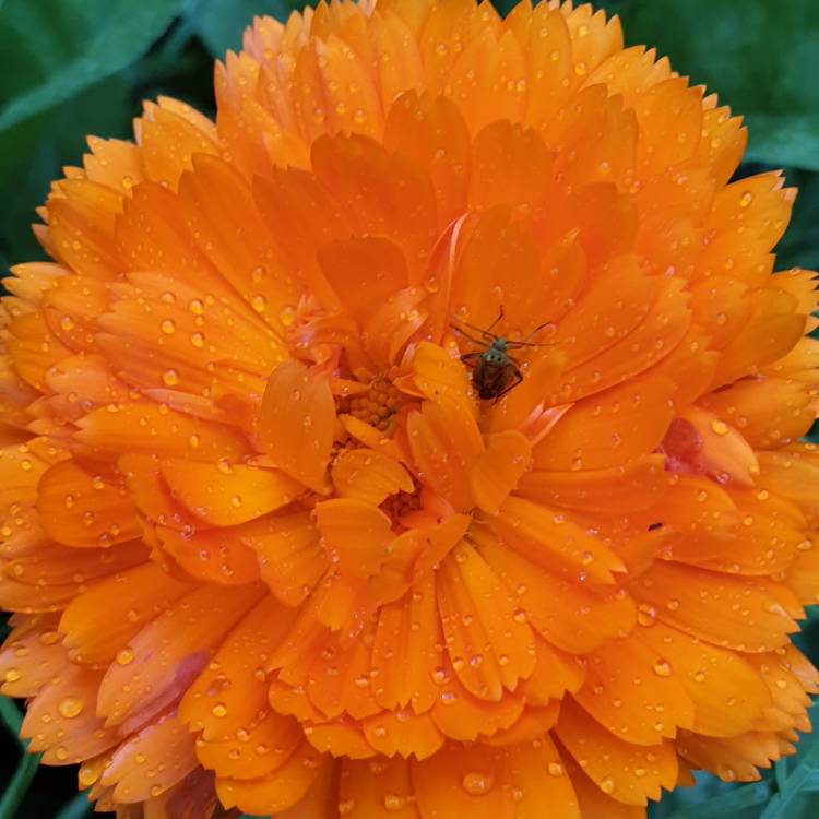 Plant image Coreopsis grandiflora 'Golden Joy'