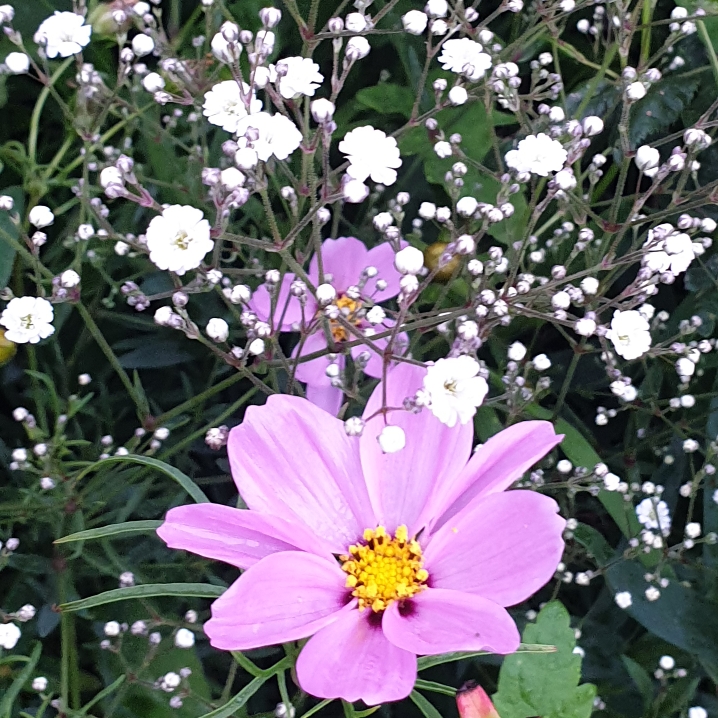 Plant image Gypsophila