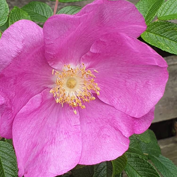 Plant image Rosa rugosa 'Pink'