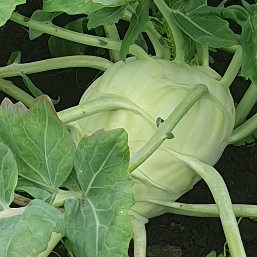 Plant image Brassica oleracea (Gongylodes Group) 'Olivia'