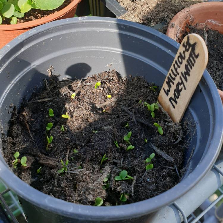 Plant image Erysimum cheiri 'Ivory White'