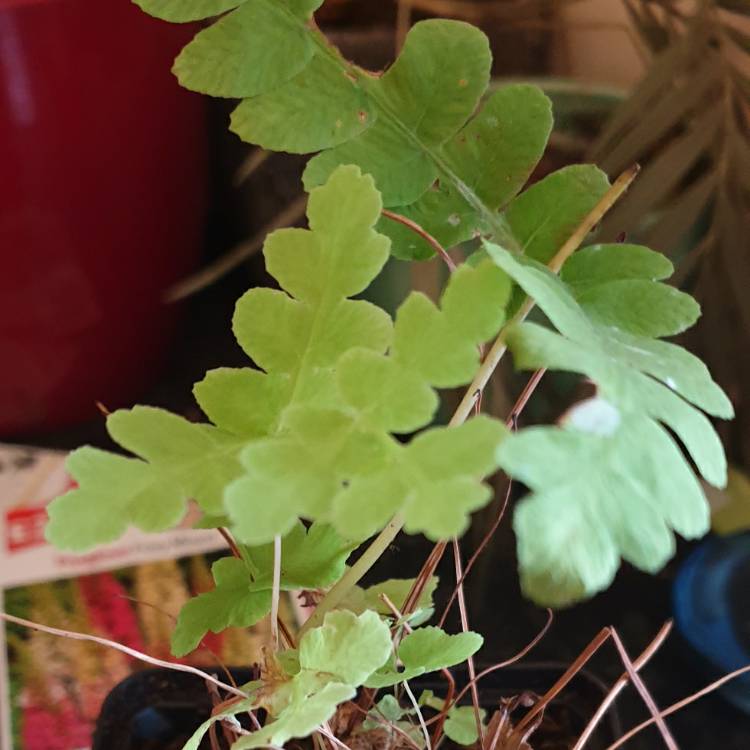 Plant image Osmunda claytoniana