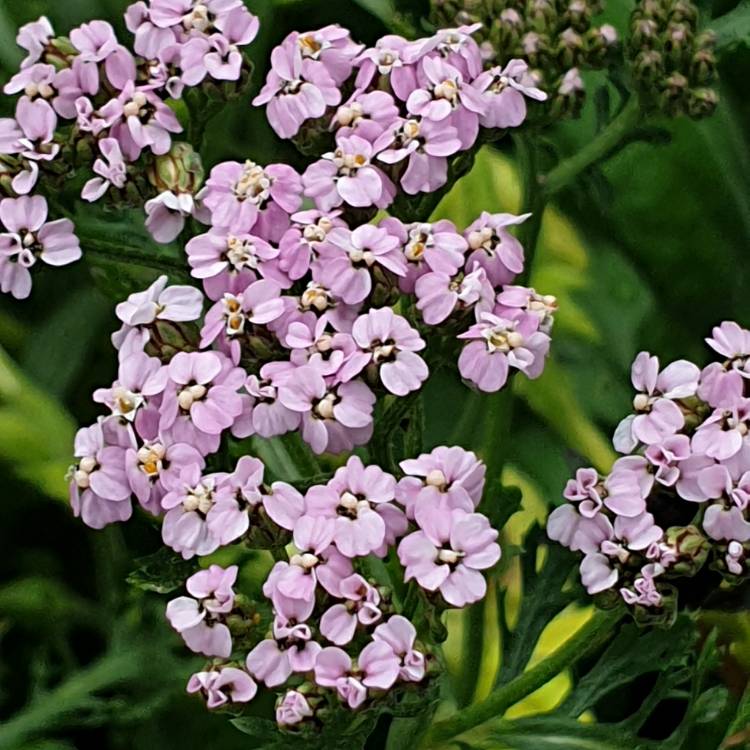 Plant image Achillea millefolium 'Cassis'