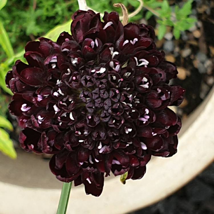 Plant image Scabiosa atropurpurea 'Black Knight'