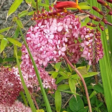 Plant image Hydrangea arborescens 'Invincibelle Spirit'