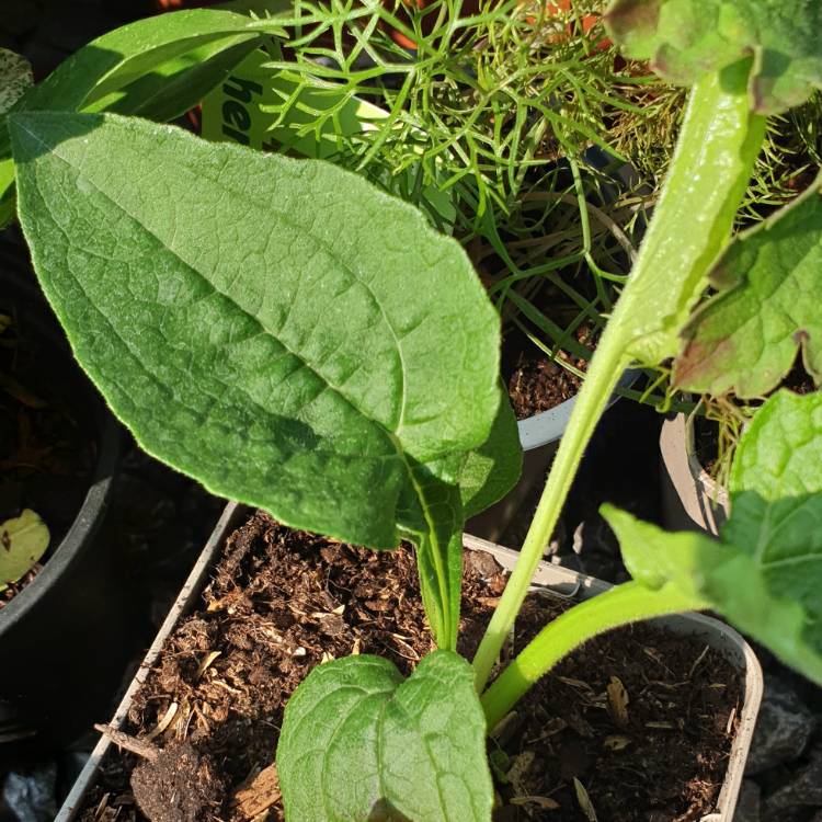 Plant image Echinacea purpurea 'Pas709018' (PowWow Series) syn. Echinacea 'PowWow White'