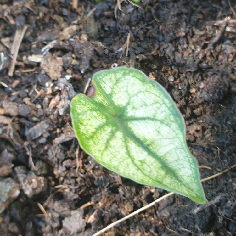 Plant image Caladium 'Frog In A Blender'