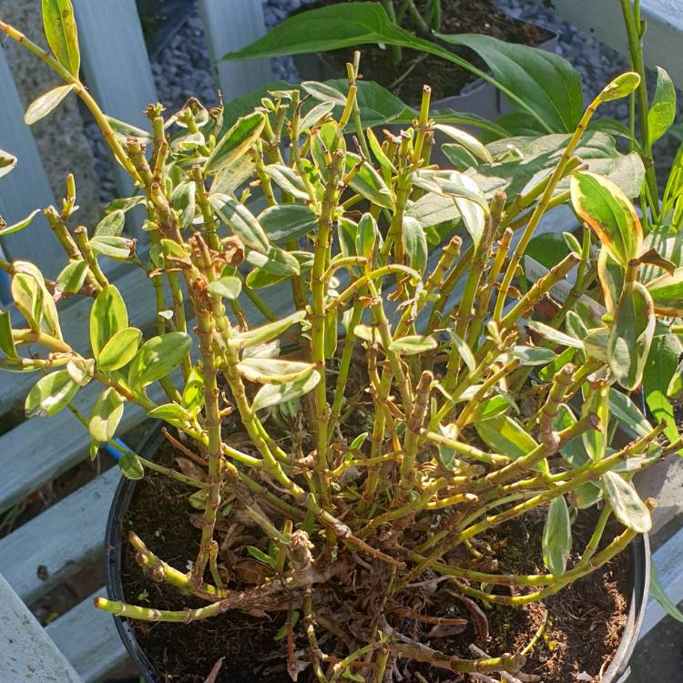 Plant image Hebe 'Silver Queen' syn. Hebe elliptica 'Variegata'