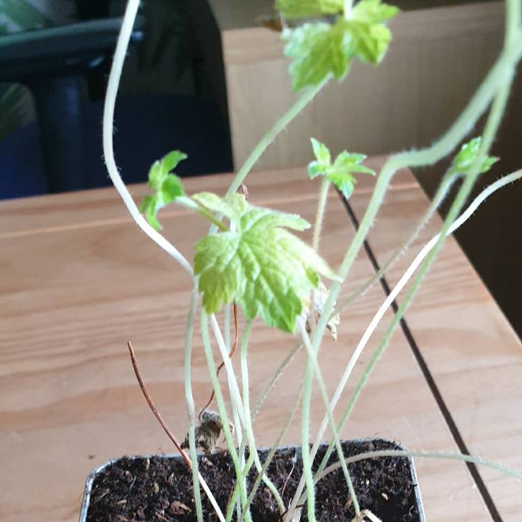 Plant image Geranium versicolor