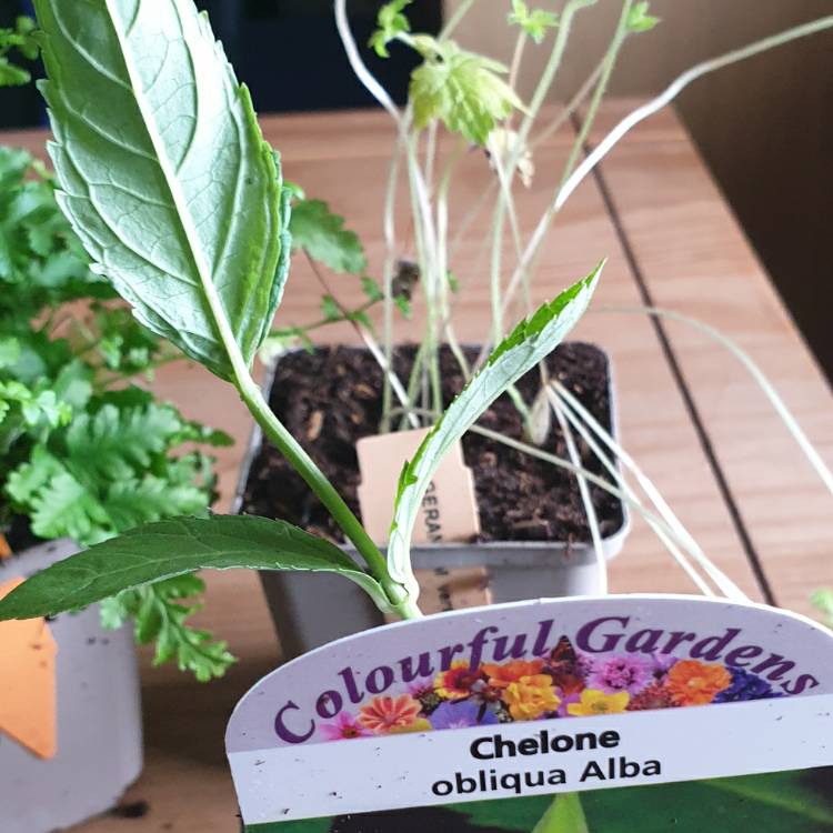 Plant image Chelone obliqua