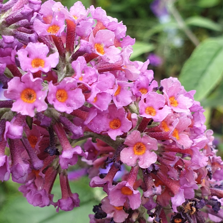 Plant image Buddleja x weyeriana 'Bicolor' syn. Buddleja davidii 'Bicolor', Buddleja x weyeriana 'Flower Power', Buddleja 'Kaleidoscope'