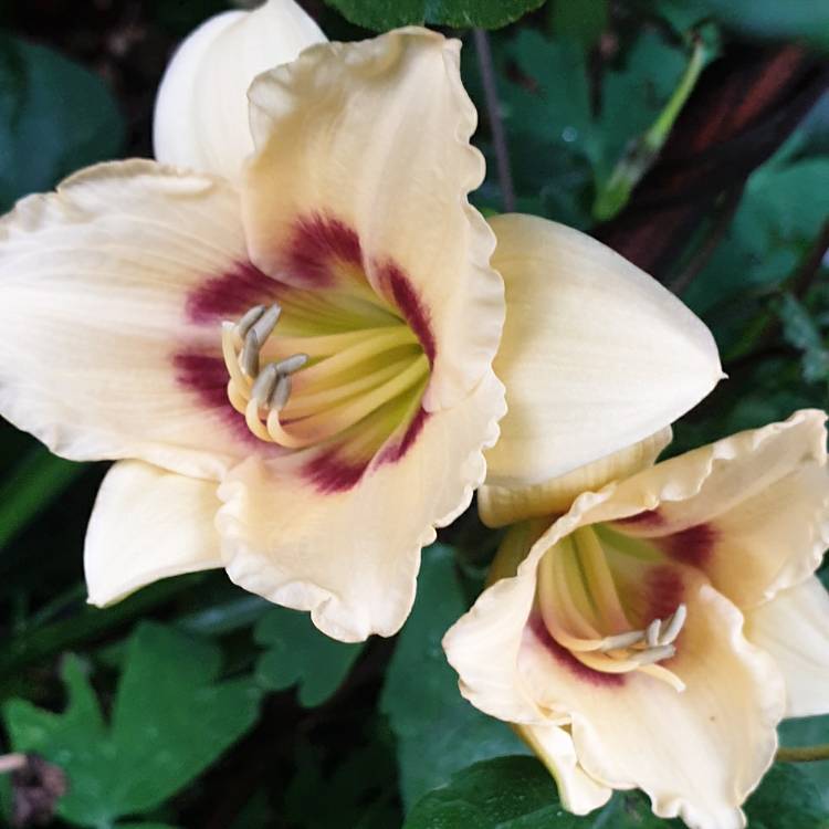 Plant image Hemerocallis 'Pandora's Box'