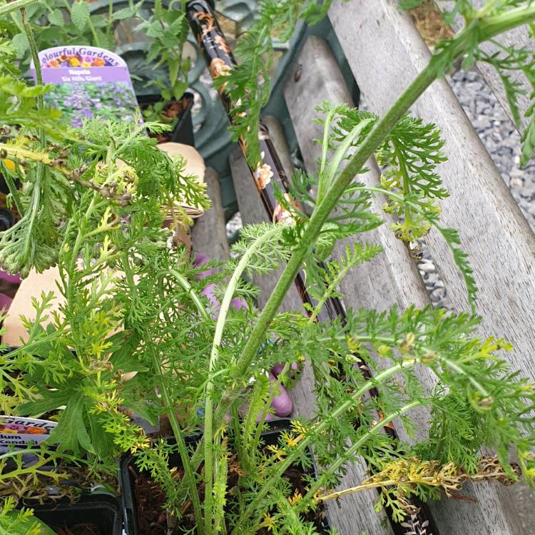 Plant image Achillea millefolium 'Lilac Beauty'