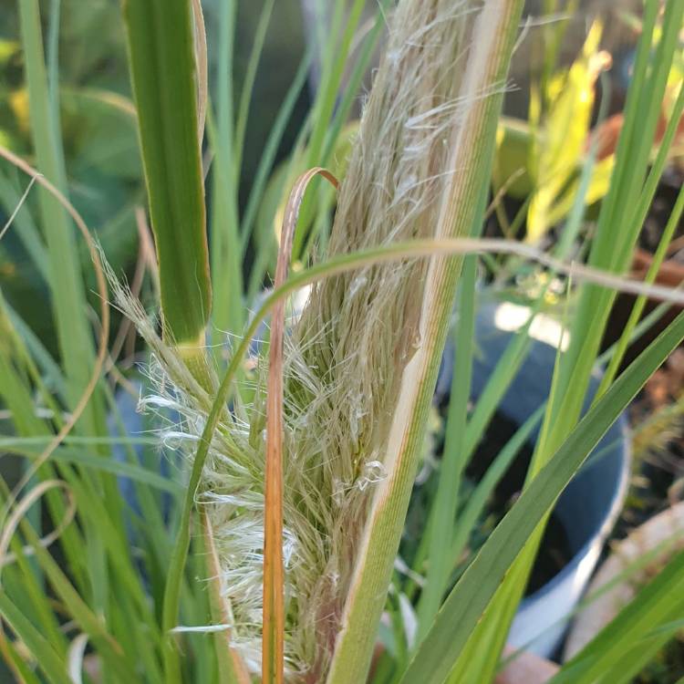 Plant image Cortaderia selloana 'Pumila'