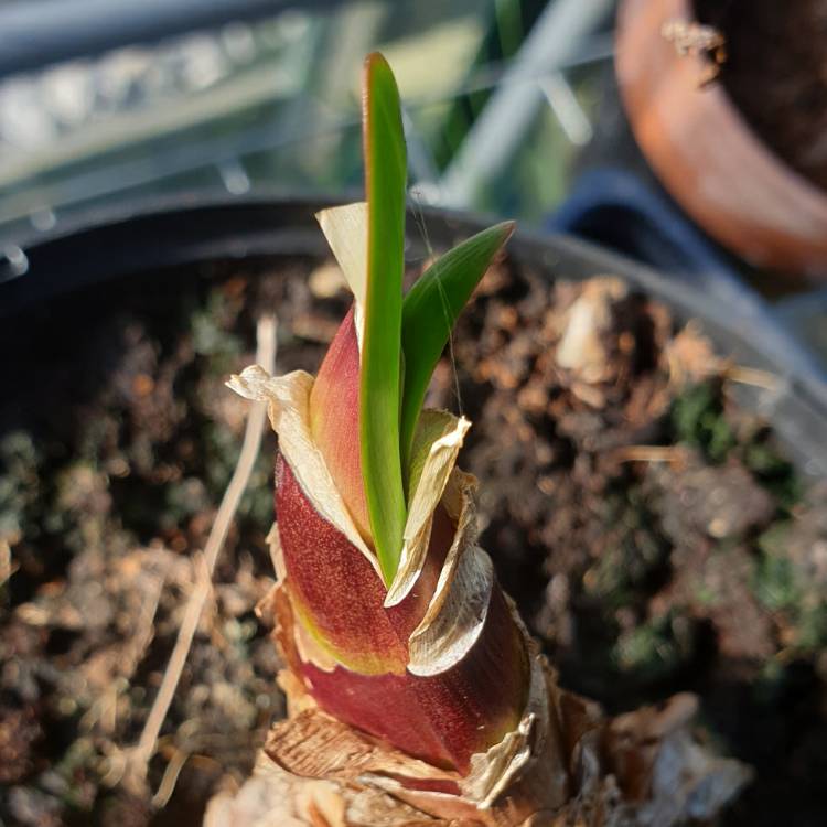 plant image 1401163