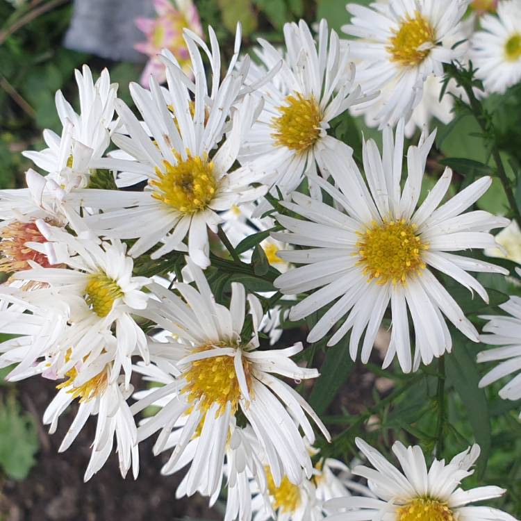 Plant image Symphyotrichum novi-belgii 'White Ladies'

