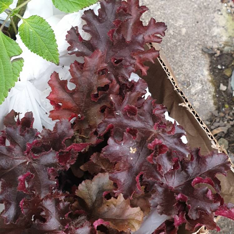 Plant image Heuchera 'Melting Fire'