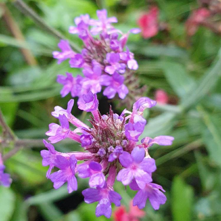 Plant image Glandularia 'Homestead Purple' syn. Verbena 'Homestead Purple'