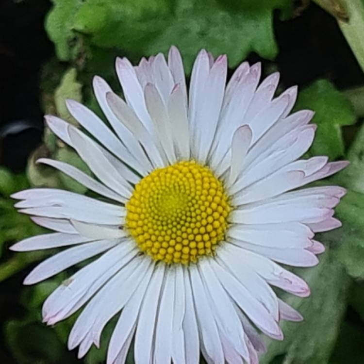 Plant image Bellis perennis 'Goliath Mixed'