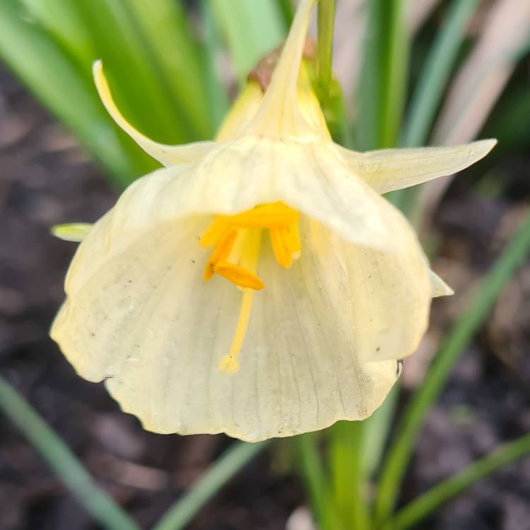 Plant image Narcissus 'Spoirot'