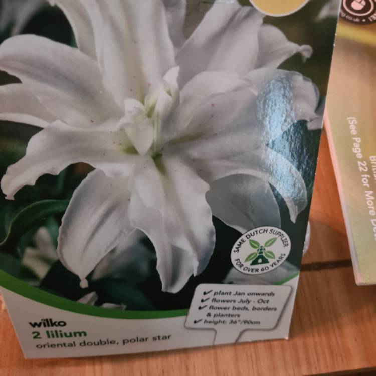 Plant image Lilium 'Polar Star'