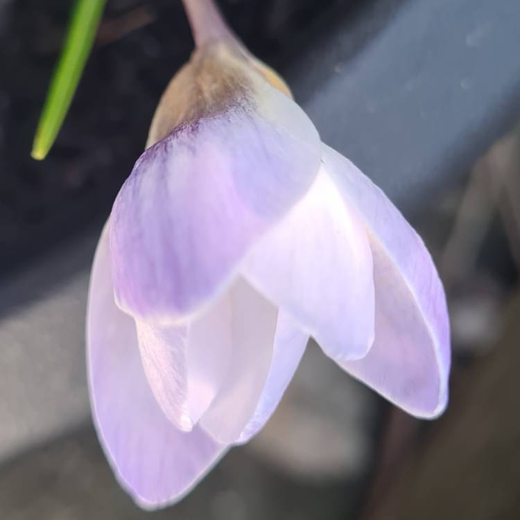 Plant image Crocus chrysanthus 'Blue Pearl' syn. Crocus biflorus 'Blue Pearl'