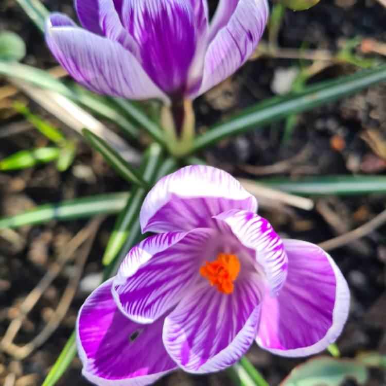 Plant image Crocus vernus 'Pickwick'