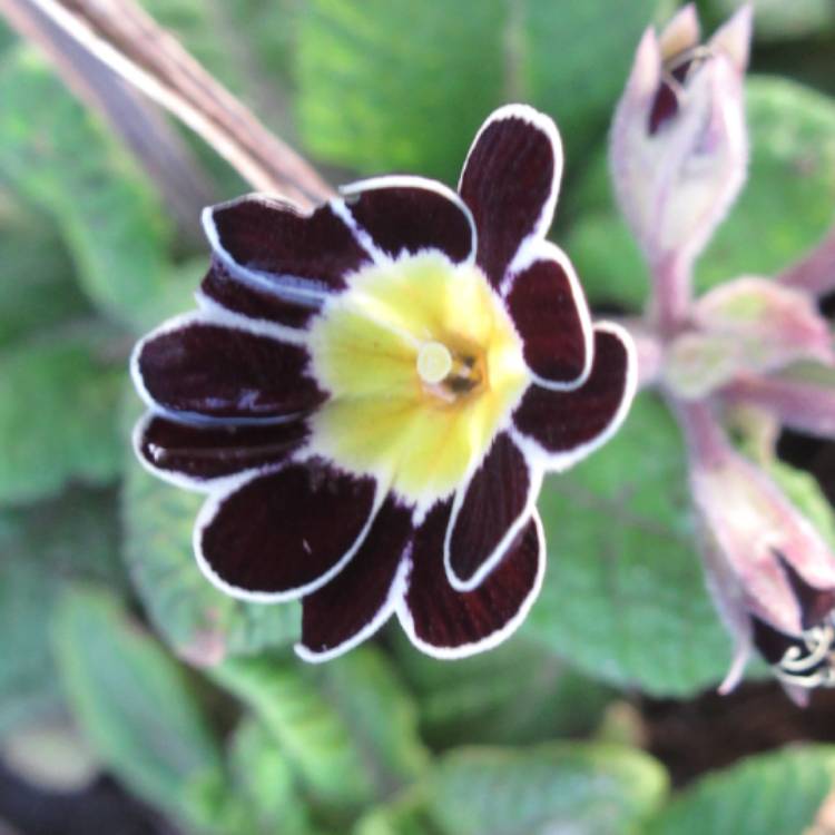 Plant image Primula 'Silver Lace Black'