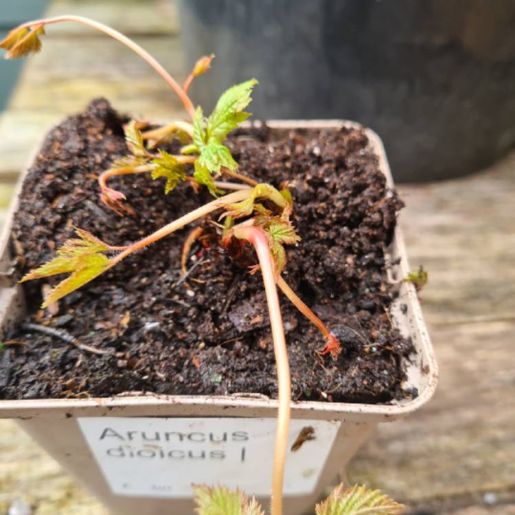 Plant image Aruncus dioicus