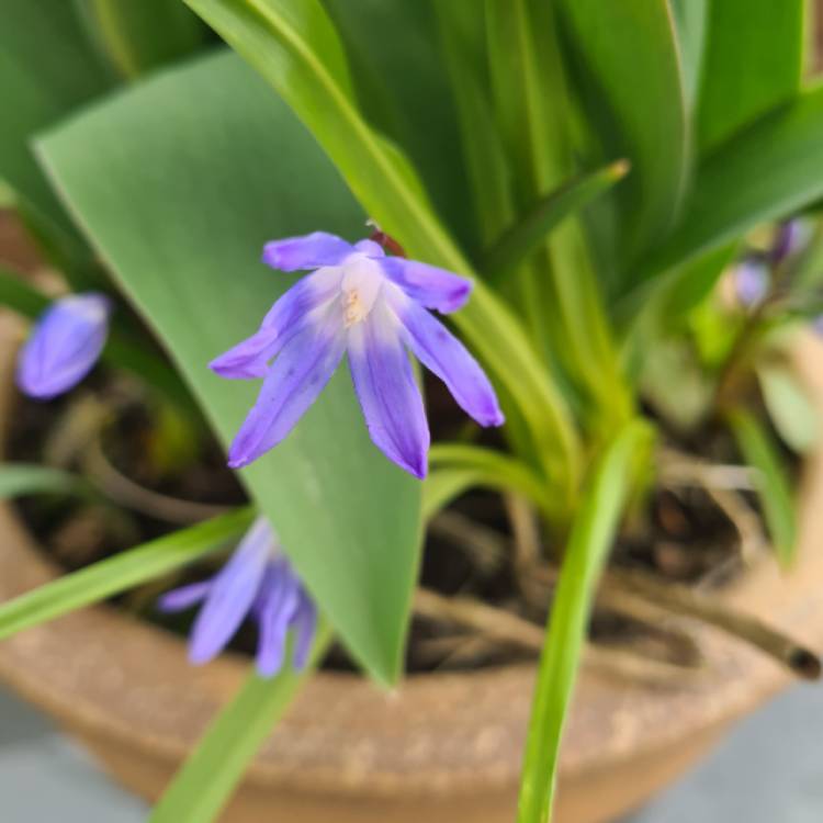 plant image 1454465