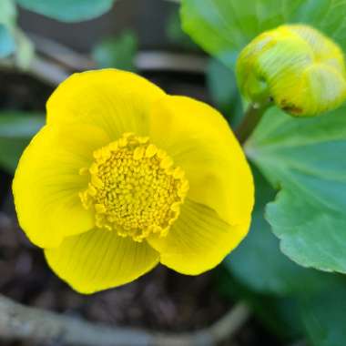 Caltha palustris syn. Caltha cornuta