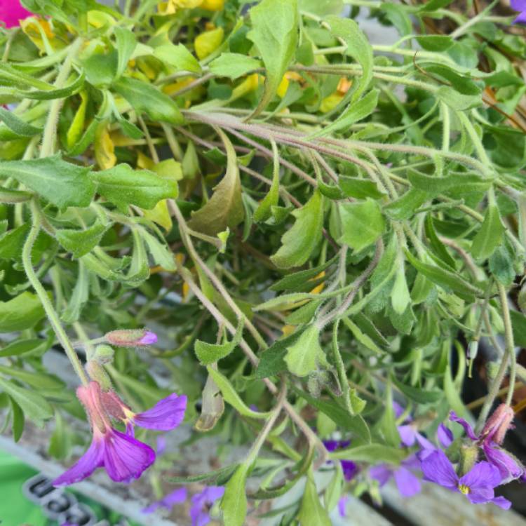 Plant image Aubrieta x cultorum 'Cascade Purple'