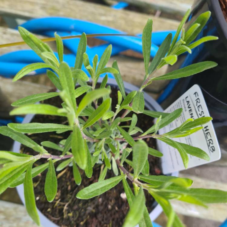 Plant image Lavandula angustifolia 'Rosea'