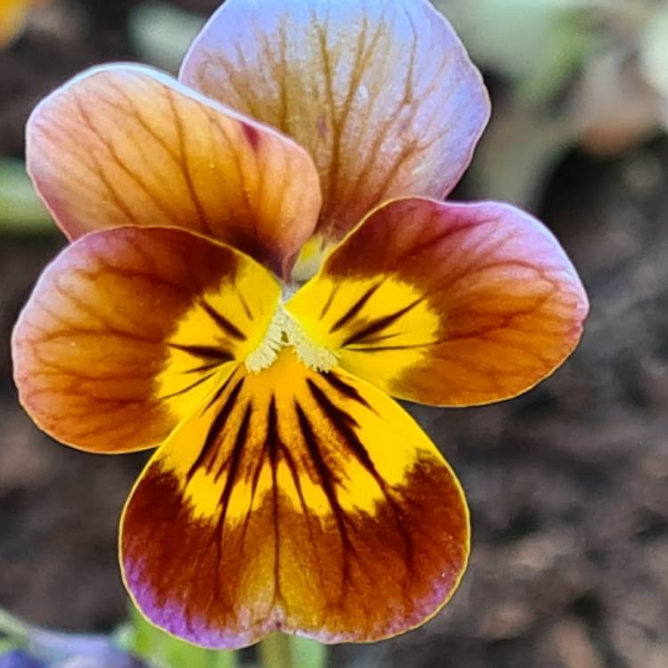 Plant image Viola Deltini 'Honey Bee'