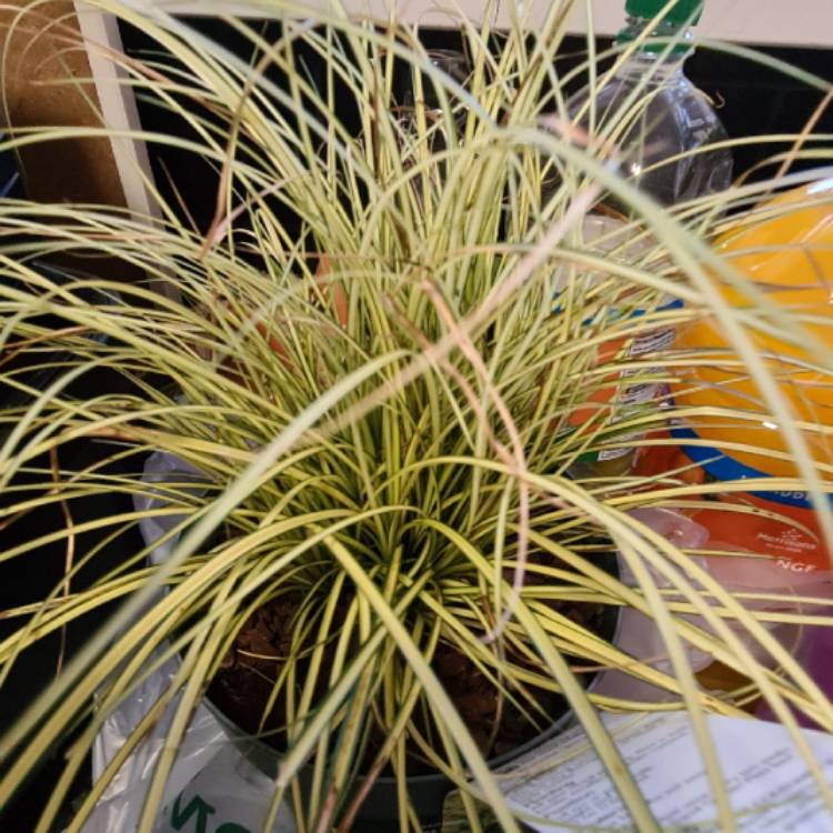 Plant image Carex brunnea 'Jenneke'